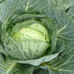 cabbage-2246204_960_720